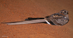 Caprimulgus vexillarius