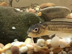 Lepophidium brevibarbe