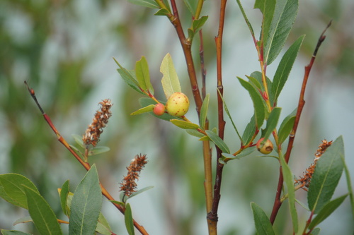 Tall Blueberry Willow (Salix pseudomyrsinites)