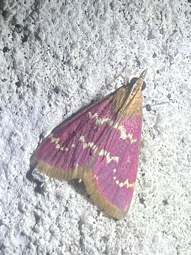 Raspberry Pyrausta Moth photo 6