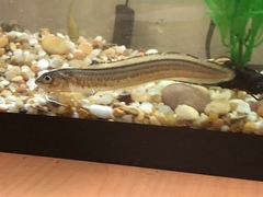 Lepophidium brevibarbe