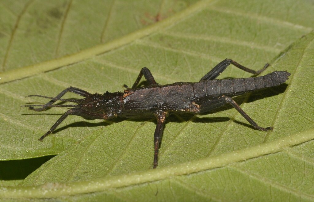 Tisamenus malawak