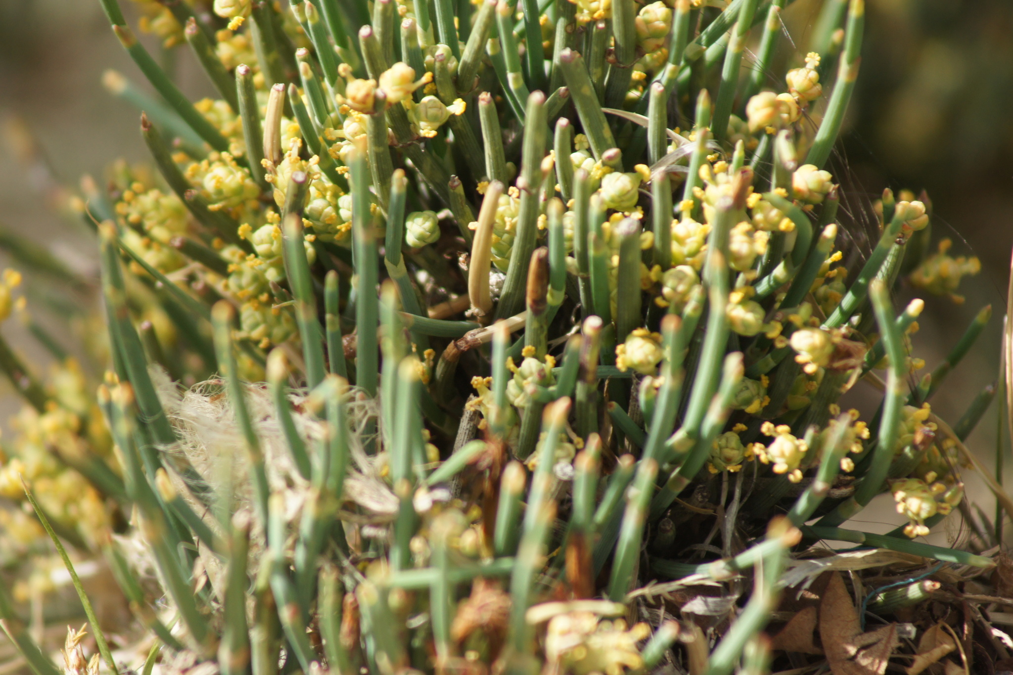 Ephedra gerardiana