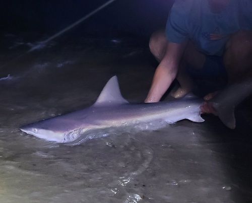 Sandbar Shark photographed in Delaware