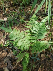 Christella hispidula