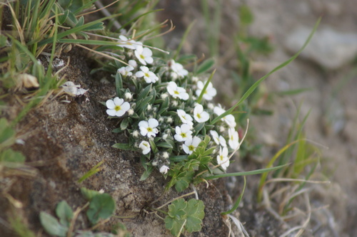 Androsace longifolia