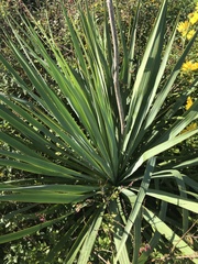 Yucca carrii