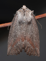 Nisista