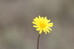 Microseris walteri