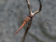 Elasmothemis