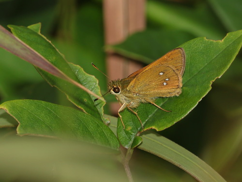Assam Darter