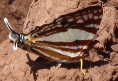 Dodona deodata