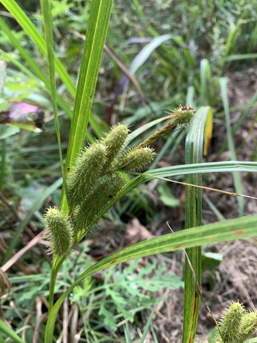 Frank's sedge (Carex frankii)