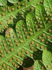 Christella hispidula