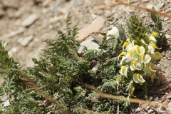 Pedicularis scolopax