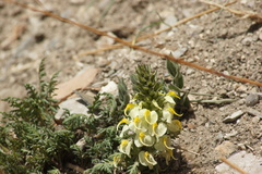 Pedicularis scolopax