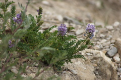 Astragalus
