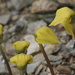 Arisaema flavum - Photo (c) madfox, some rights reserved (CC BY-NC), uploaded by madfox