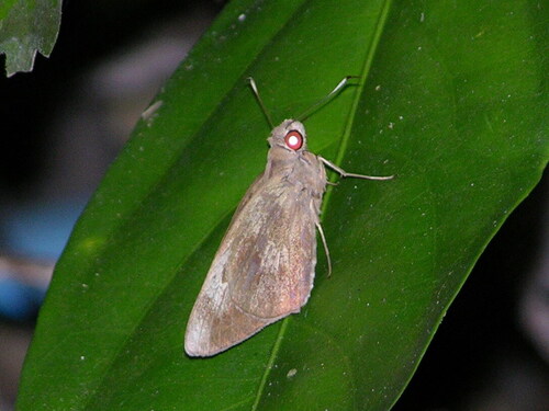 Small Palm Redeye
