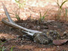 Caprimulgus vexillarius