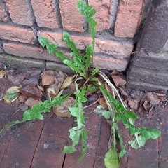 Taraxacum officinale
