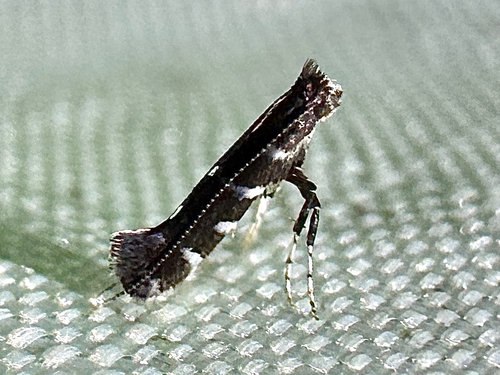 Parornix preciosella
