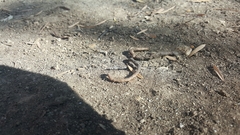 Aporrectodea caliginosa