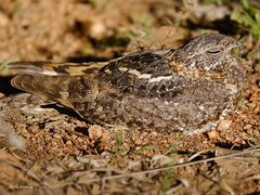 Caprimulgus vexillarius