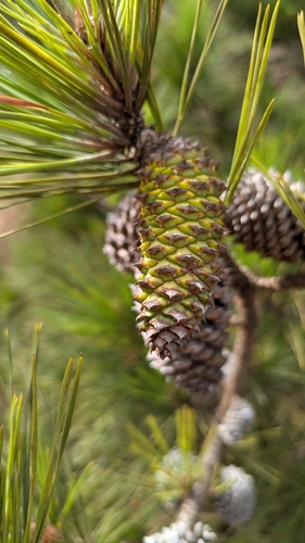 Pinus elliottii observed 2025-08-03