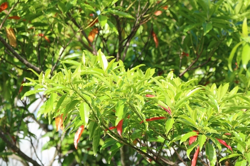 Elaeocarpus angustifolius (Elaeocarpus angustifolius)