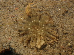 Aulactinia stella