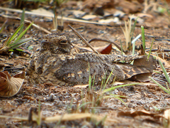 Caprimulgus vexillarius