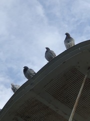 Columba livia domestica