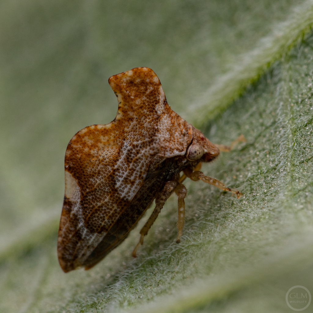 Entylia