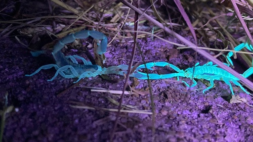 Striped Bark Scorpion, S Linwood Dr, Sand Springs, OK, US, photo 10 of 10