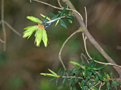 Acrotriche divaricata