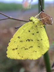 Eurema mandarina