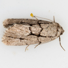 Sympistis dinalda