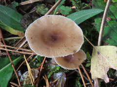 Pseudoclitocybe obbata