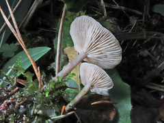 Pseudoclitocybe obbata