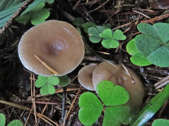 Pseudoclitocybe obbata