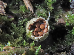 Nidularia deformis