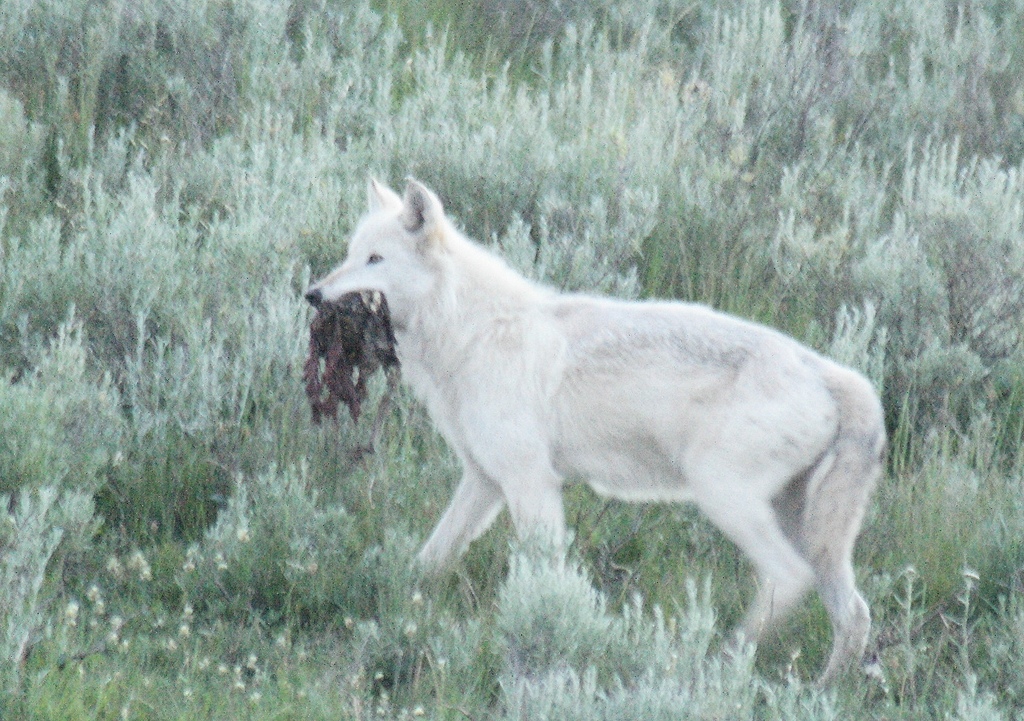 Gray Wolf in July 2014 by ecovore · iNaturalist