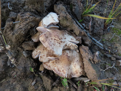 Psathyrella cotonea