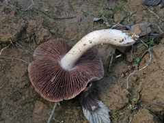Psathyrella cotonea