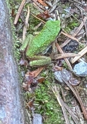 Pacific Tree Frog