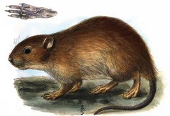 Short-Tailed Nesokia photo 1