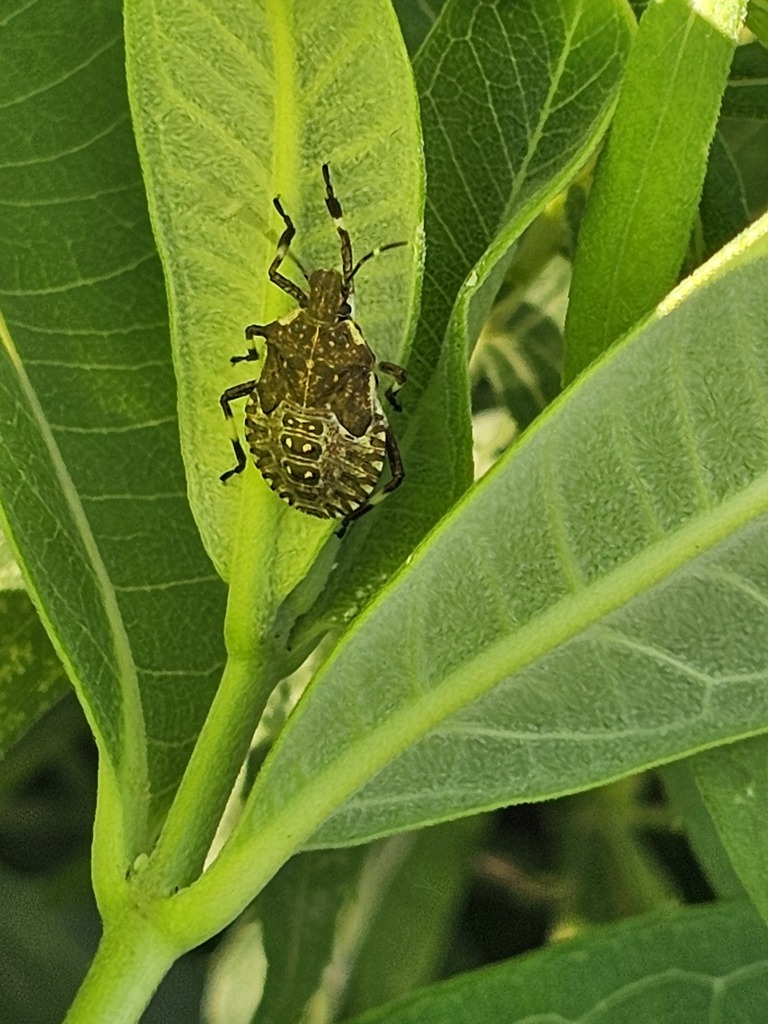 Bugs In Wisconsin Brown Marmorated Stink Bug from West Bend, WI, USA on August 5, 2025 at ...