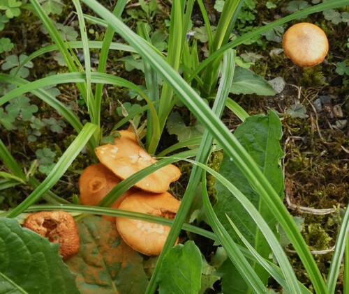 Gymnopilus liquiritiae