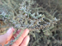 Suaeda taxifolia